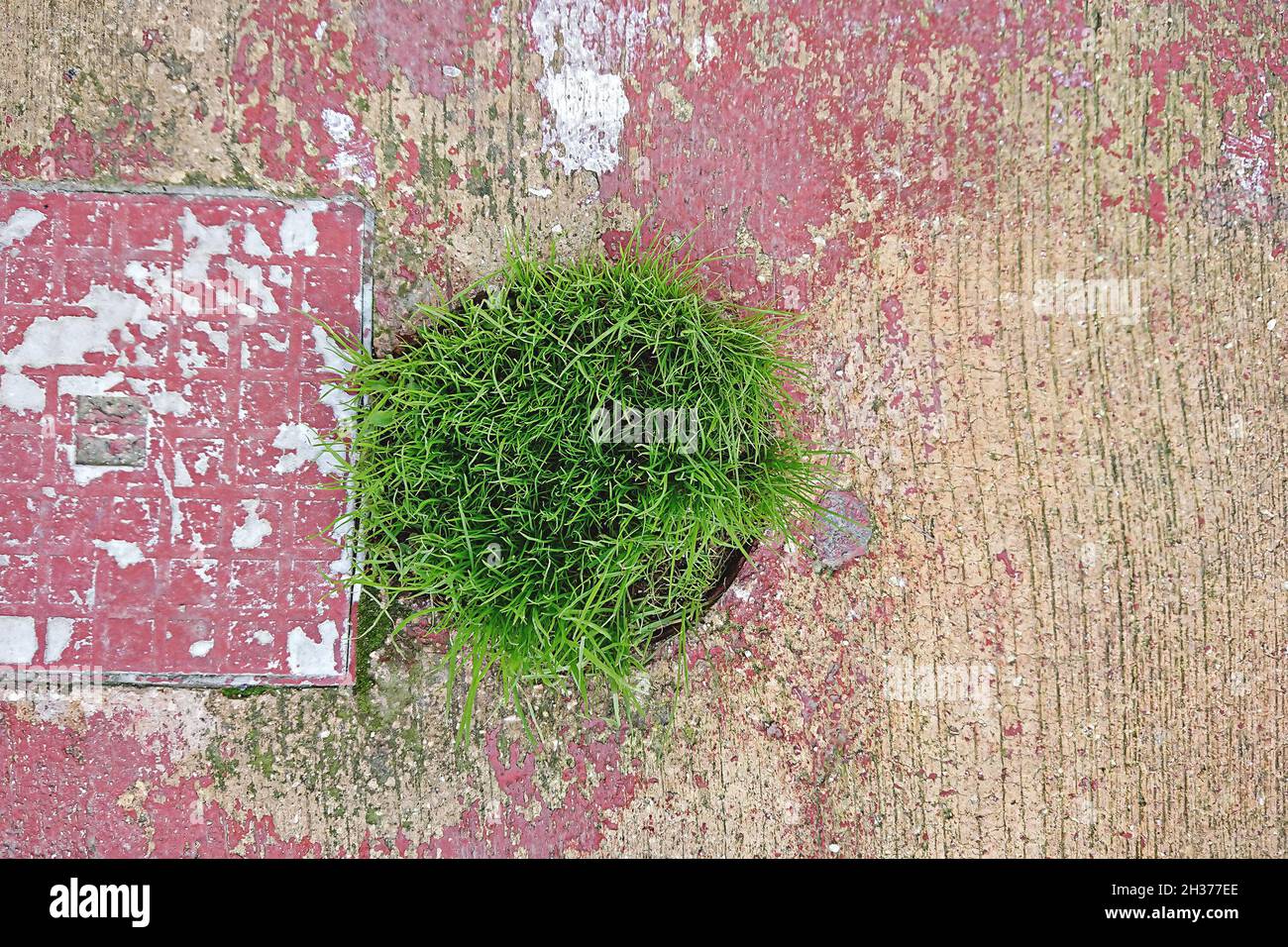 Grünes frisches Gras bricht durch Asphalt. Natur vs. Städtisches Konzept Stockfoto