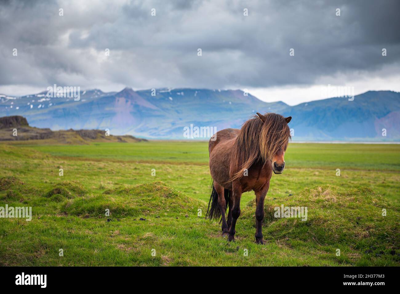 Isländisches Pferd in der landschaftlich reizvollen Landschaft Islands Stockfoto