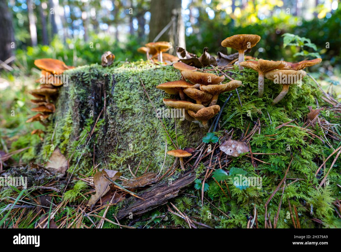 Pilz wächst auf Baumstumpf auf Waldboden Wald, Schottland, Großbritannien Stockfoto