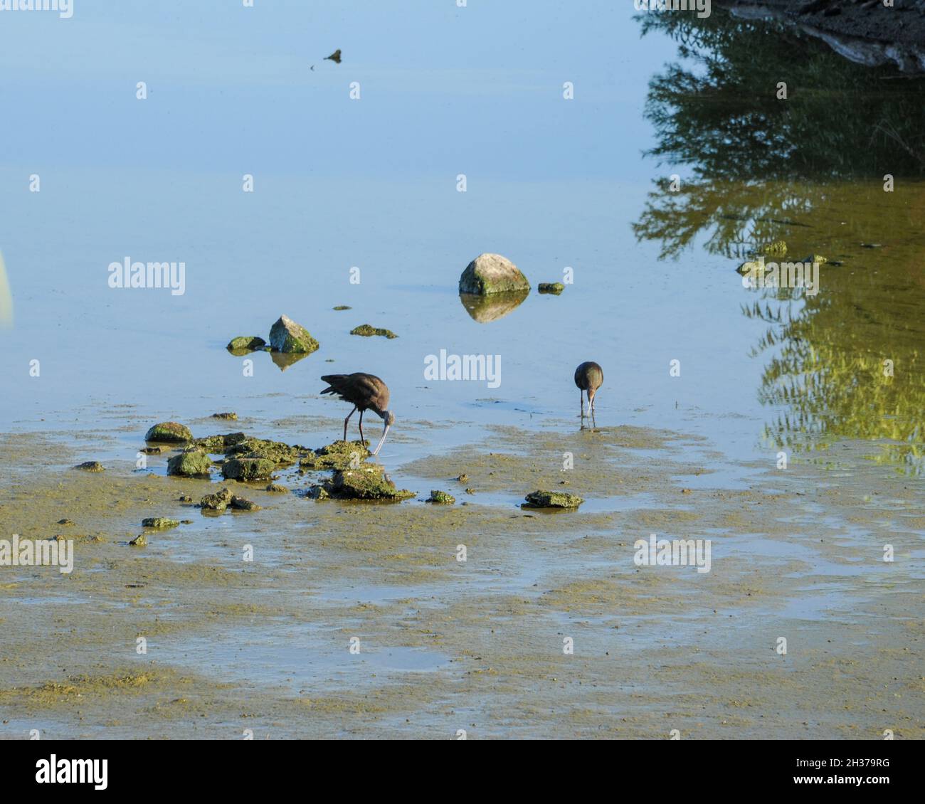 Henderson Bird Viewing Preserve, Henderson, NV. Stockfoto