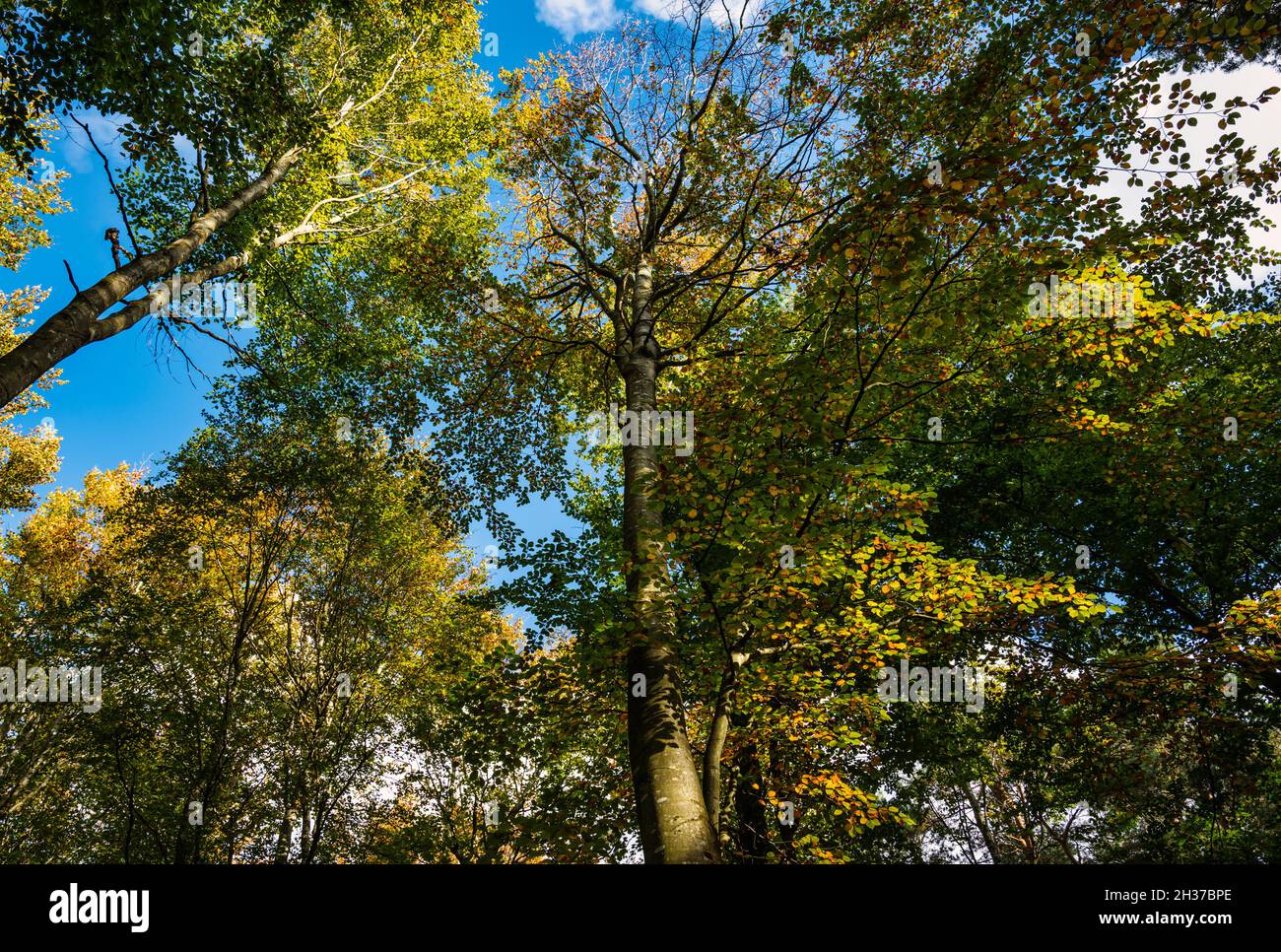 Blick nach oben auf Buchen, Binning Wood Woodland im Herbst, East Lothian, Schottland, Großbritannien Stockfoto