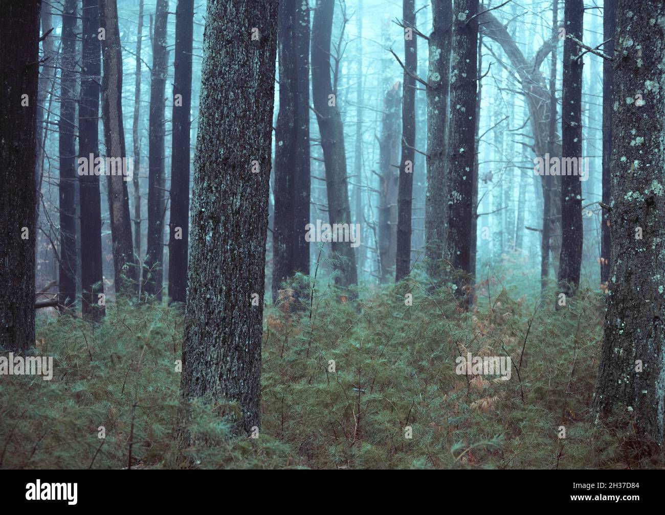 wolkiger und nebliger Wald mit blauem Farbton und grünen Kiefernnadeln; Hintergrund Stockfoto