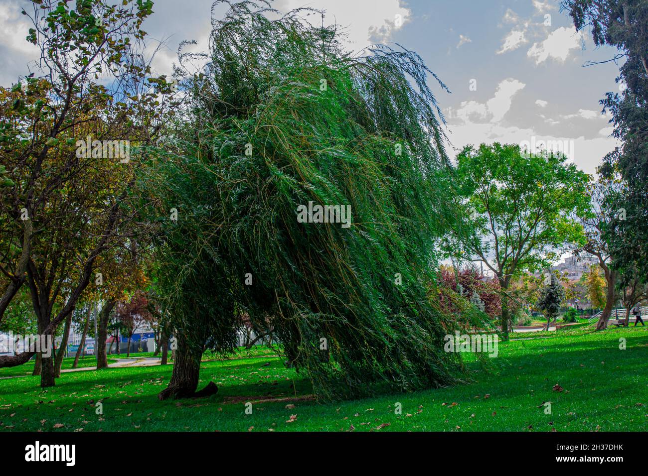Fatih, Istanbul, Türkei-Oktober-Mittwoch-2021: Ein verdrehter grüner Baum am Ufer des Goldenen Horns Stockfoto