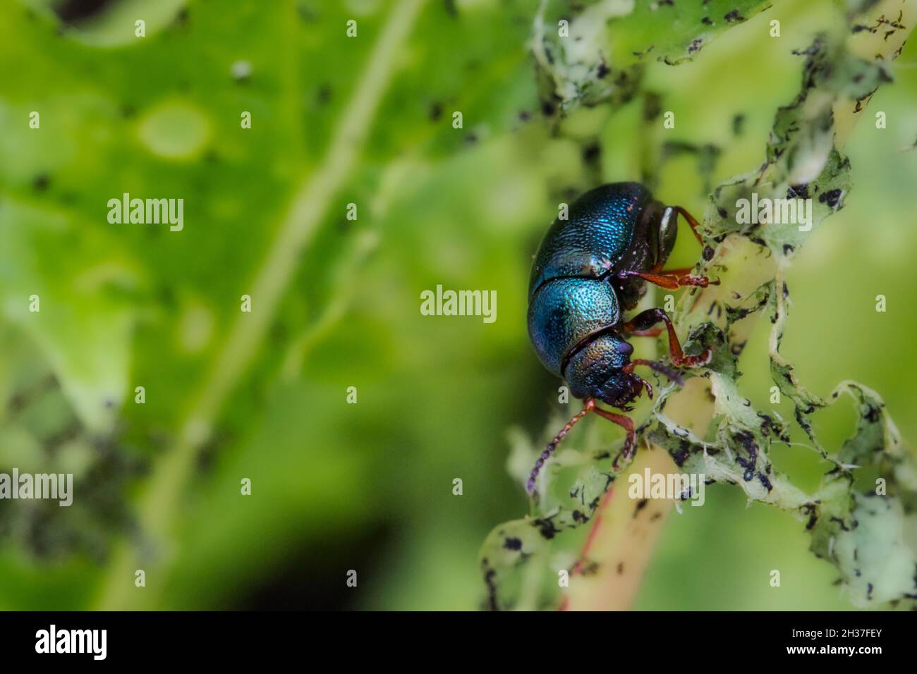 Makro-Nahaufnahme von Alder Flea Beetle (Agelastica alni) beim Essen und Zerstören einer Pflanze Stockfoto