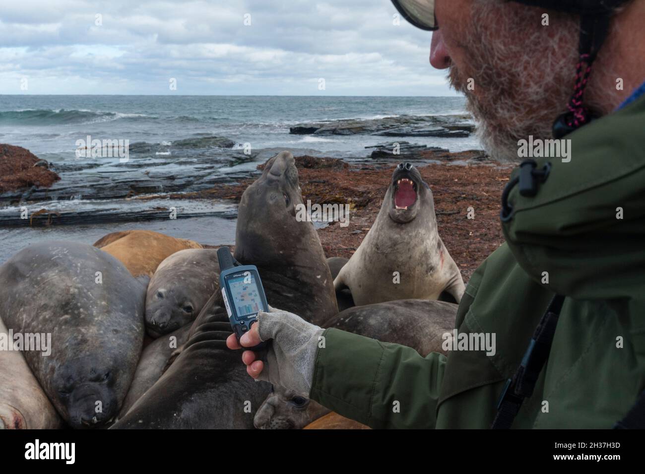Ein Biologe, der die GPS-Position der südlichen Elefantenrobben, Mirounga leonina, geotagging. Sea Lion Island, Falkland Islands. Stockfoto