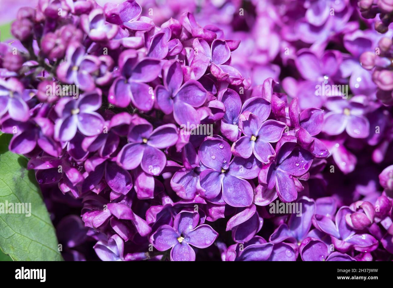 Tropfen auf Blumen. Flieder in Nahaufnahme. Blüten von Fliedern. Lila Blüten. Stockfoto
