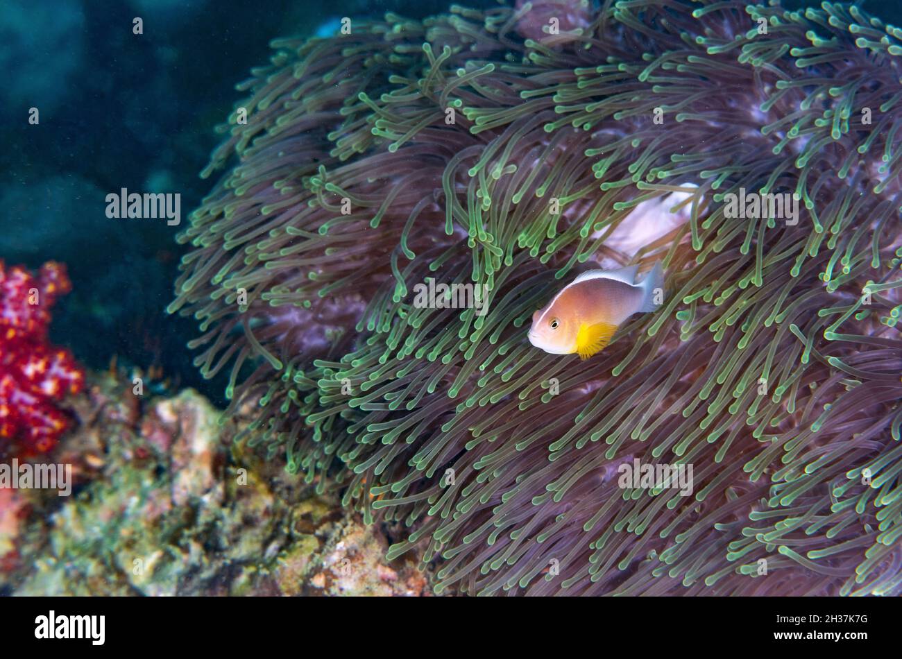 Der Nasenstripe-Clownfisch oder Nasenstripe-Anemonefisch, Skunk