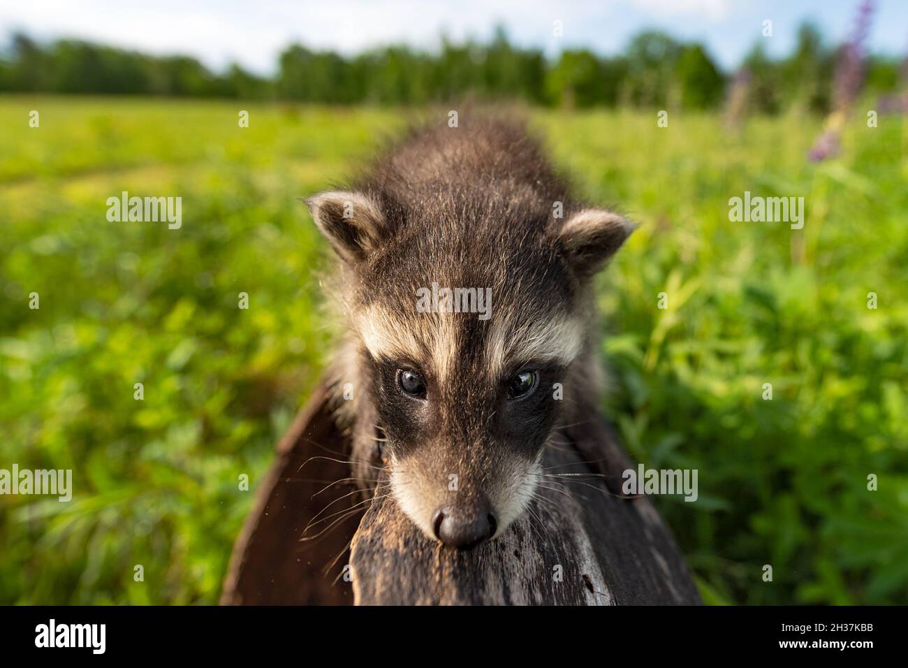 Waschbär (Procyon lotor) blickt direkt in Camera Summer - ein gefangenes Tier Stockfoto