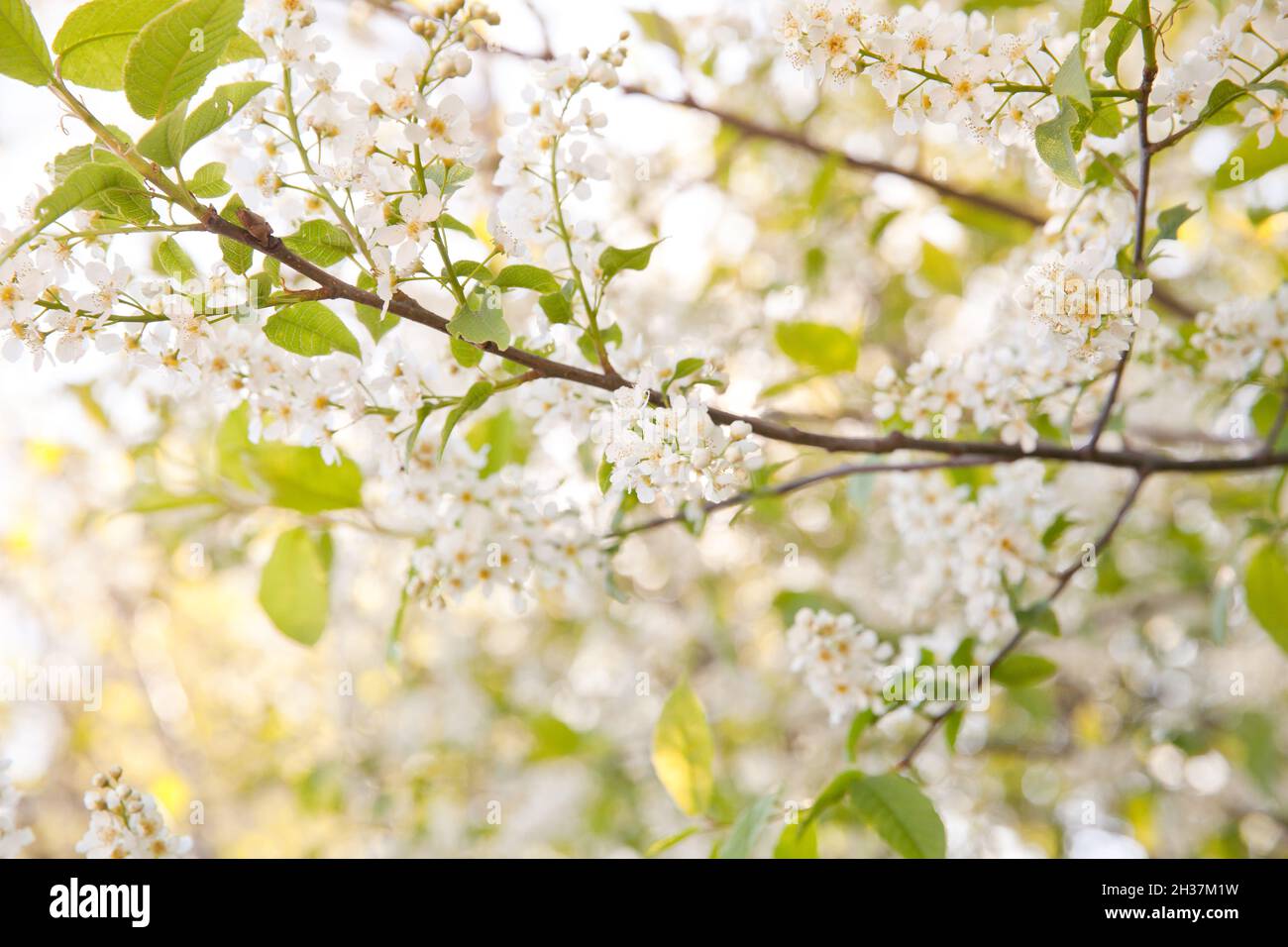Natürlicher Hintergrund Vogelkirsche blüht. Vogelkirsche blüht im Frühling. Ein Zweig eines blühenden Baumes. Stockfoto