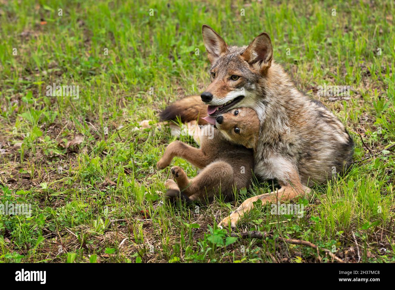 Coyote Pup (Canis latrans) spritzt und berührt Erwachsene mit Zunge Sommer - Gefangene Tiere Stockfoto