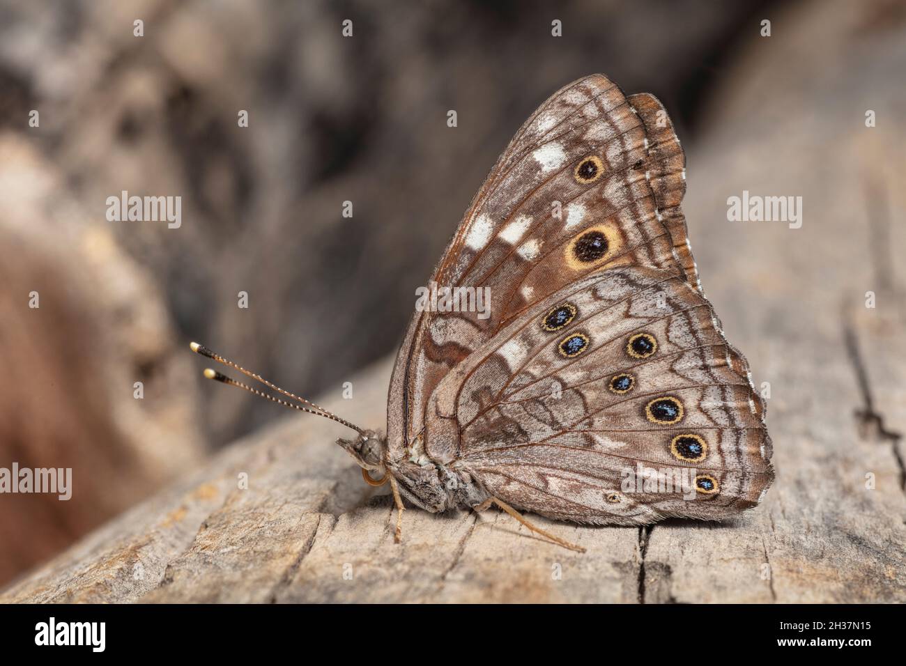 Schmetterling, Kaiserin Leilia, Asterocampa leilia Stockfoto