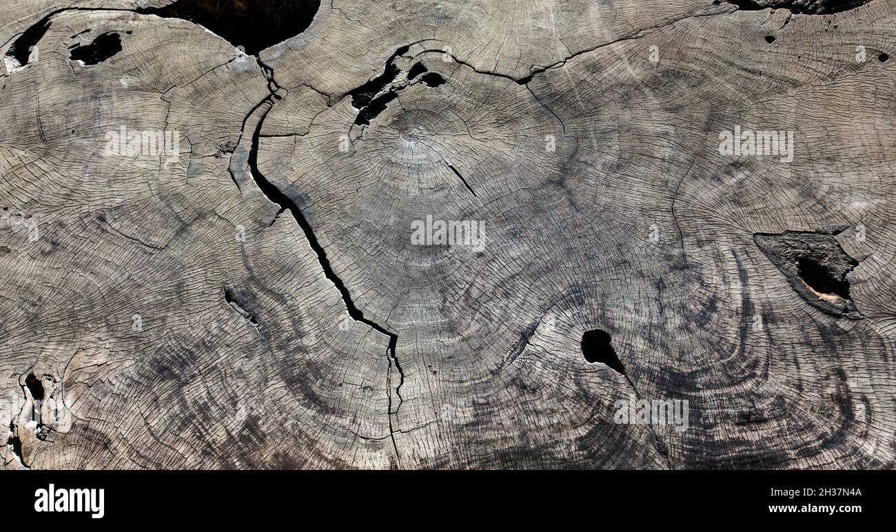 Growth Rings auf einem Querschnitt eines jahrhundertealten Sequoia-Baumes Stockfoto