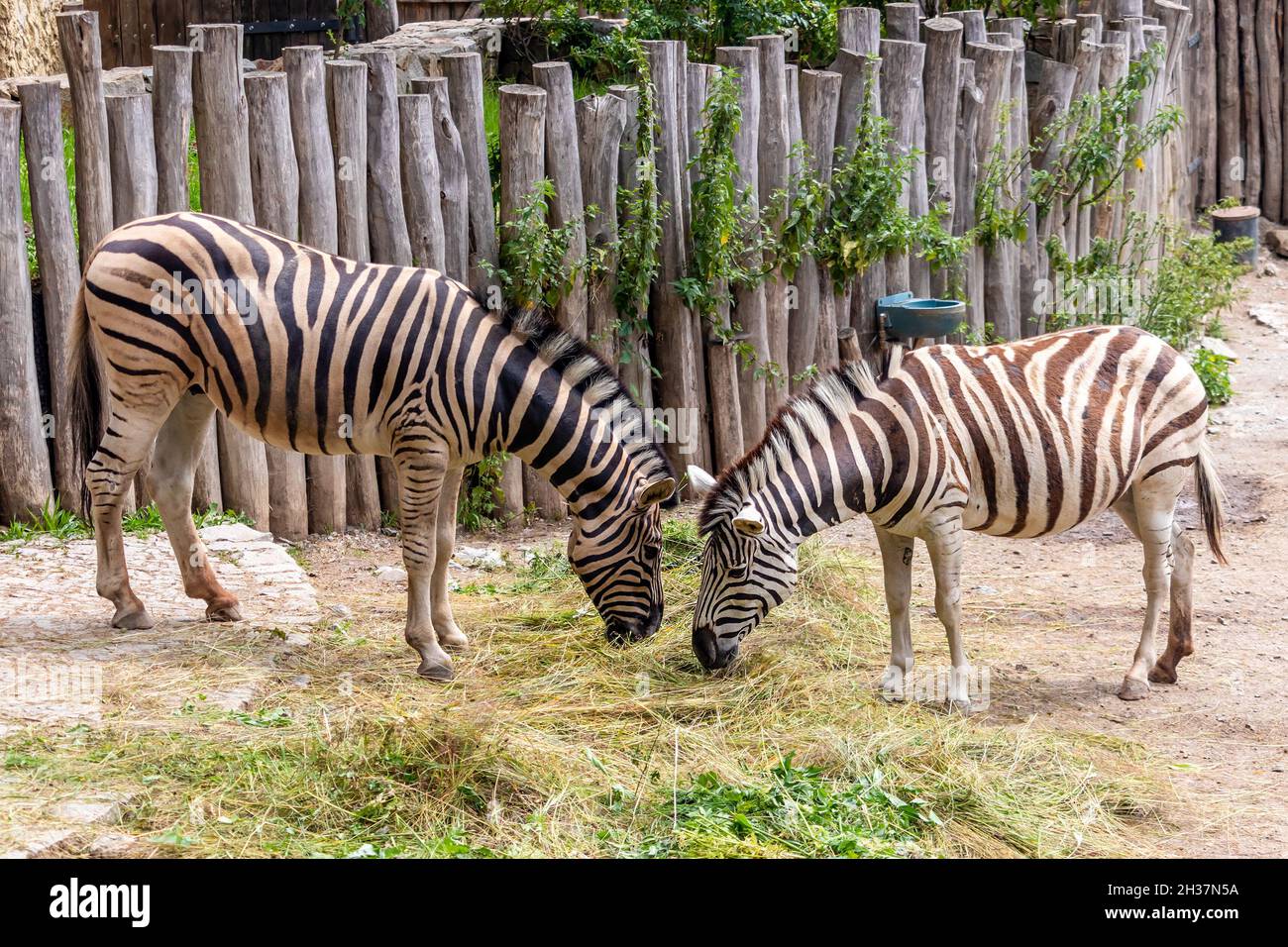 zebra im Zoo - zwei schwarz-weiß gestreifte Zebras fressen Gras Stockfoto