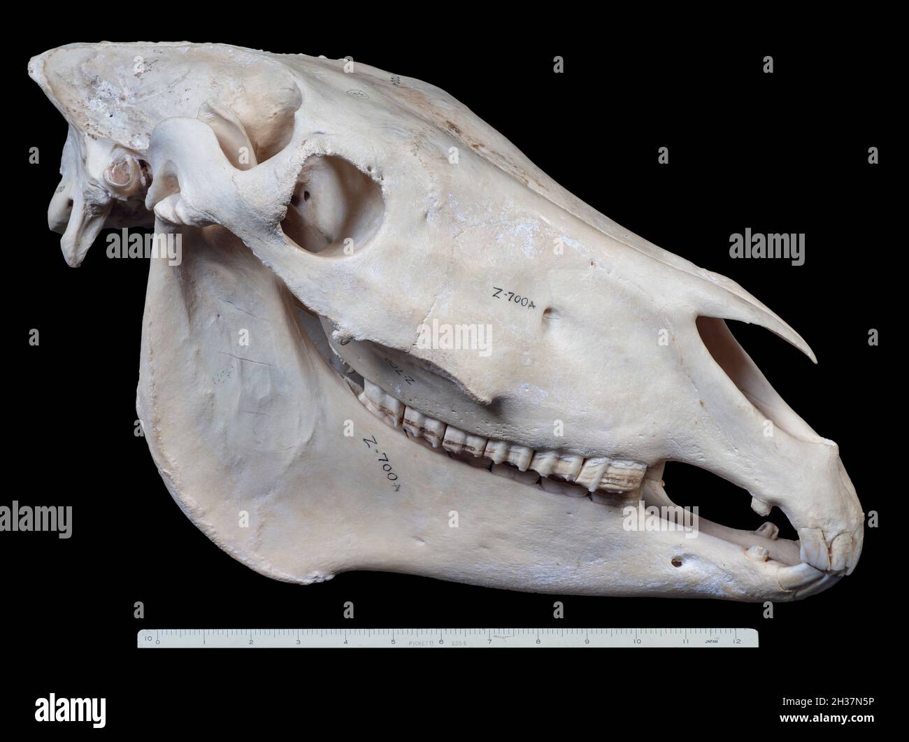 Eselskull, Equus asinus oder Equus africanus asinus Stockfoto