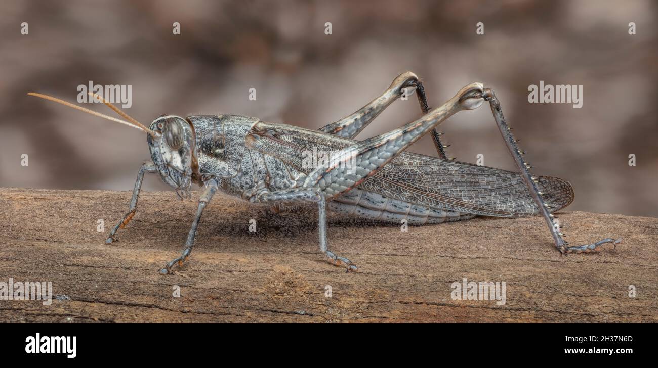 Vagrant Grasshopper oder Grey Bird Grasshopper, Schistocerca nitens Stockfoto
