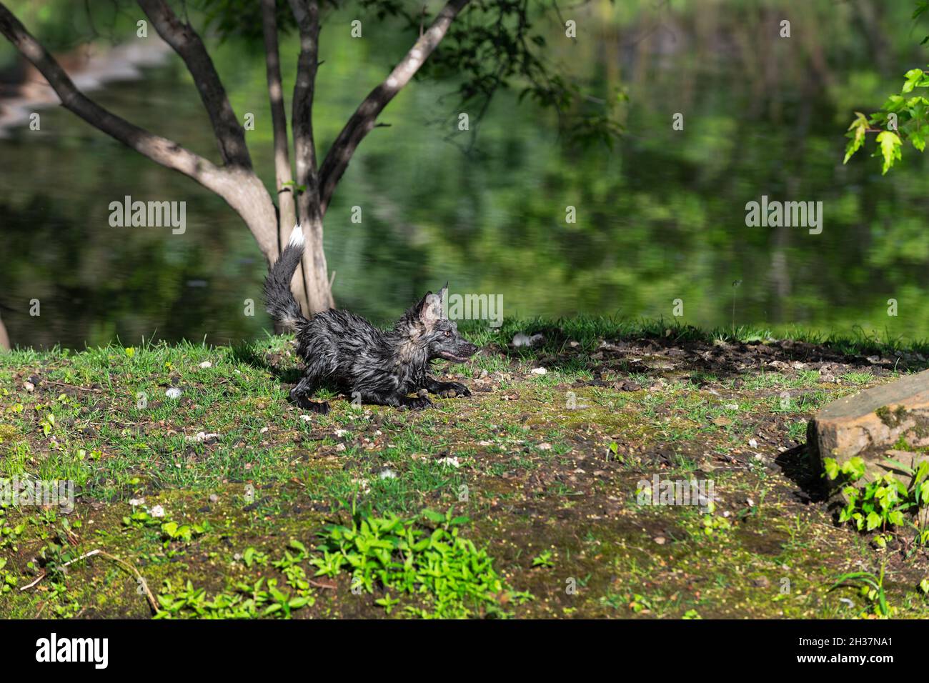 Einweichen Nass Cross Fox Kit (Vulpes vulpes) Tail Up on Island Summer - Captive Tier Stockfoto