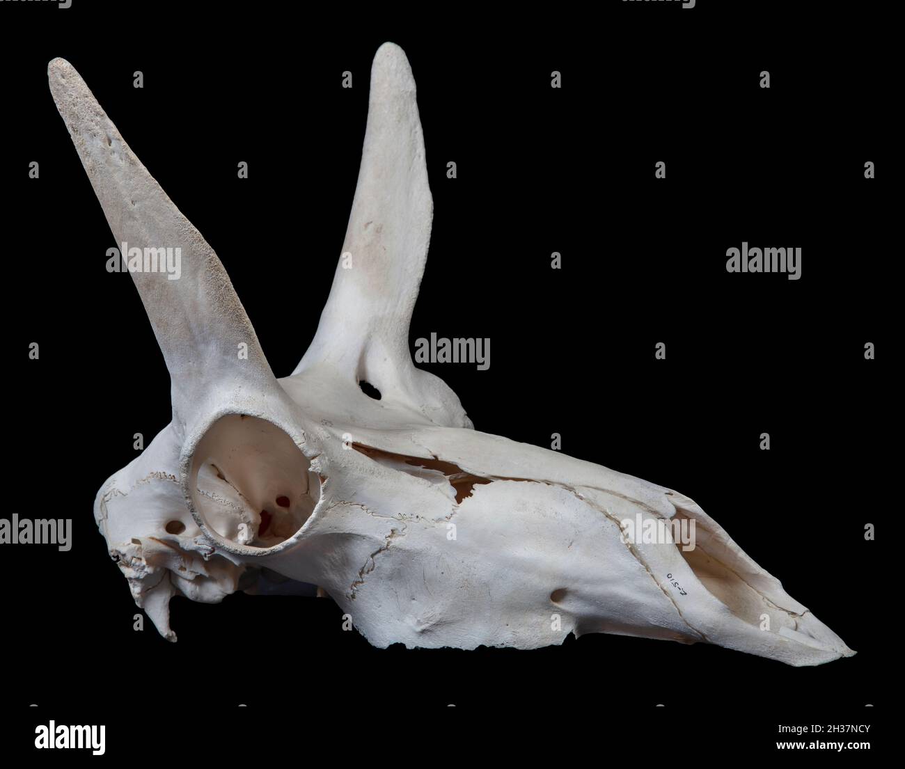 Pronghorn Antilope Schädel Stockfoto