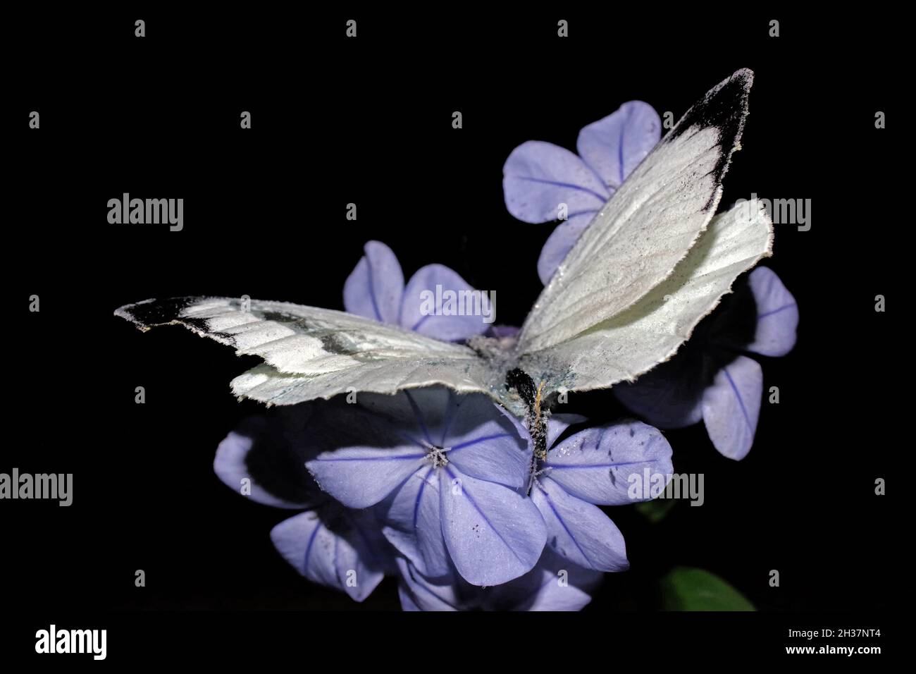 Plumbago capensis mit Schmetterlingsaufnahme Stockfoto