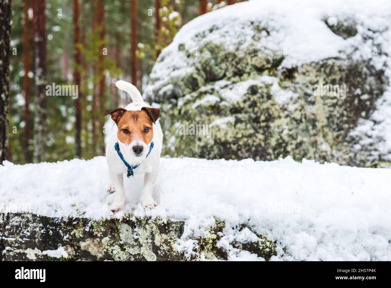 Haustiere in freier Natur. Haustier Hund Wandern in schönen Wintermorgen Stockfoto