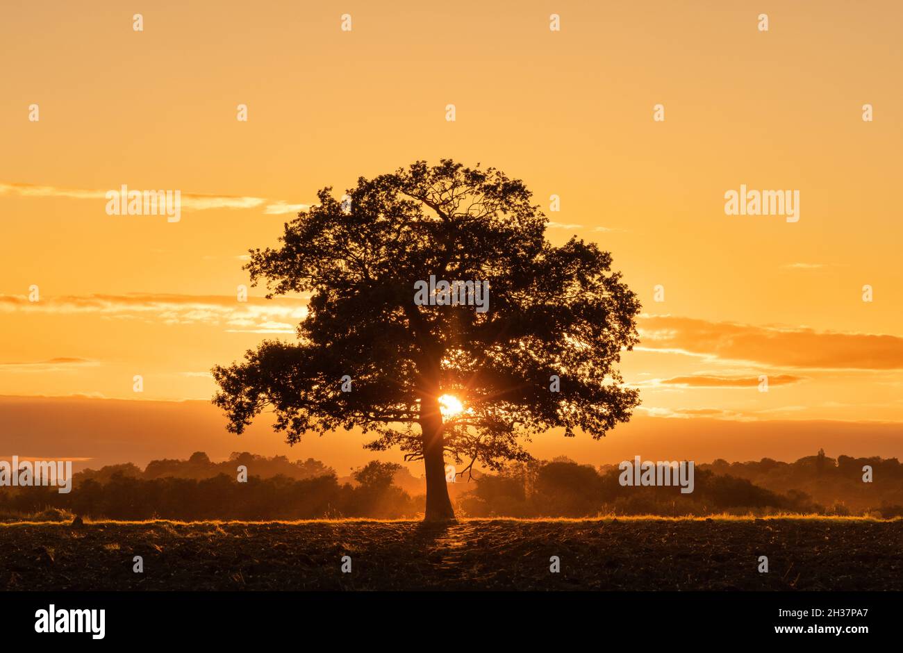 Einsame Eiche auf einem Feld im Herbst kurz vor Sonnenuntergang. Viel Hadham, Hertfordshire. VEREINIGTES KÖNIGREICH Stockfoto