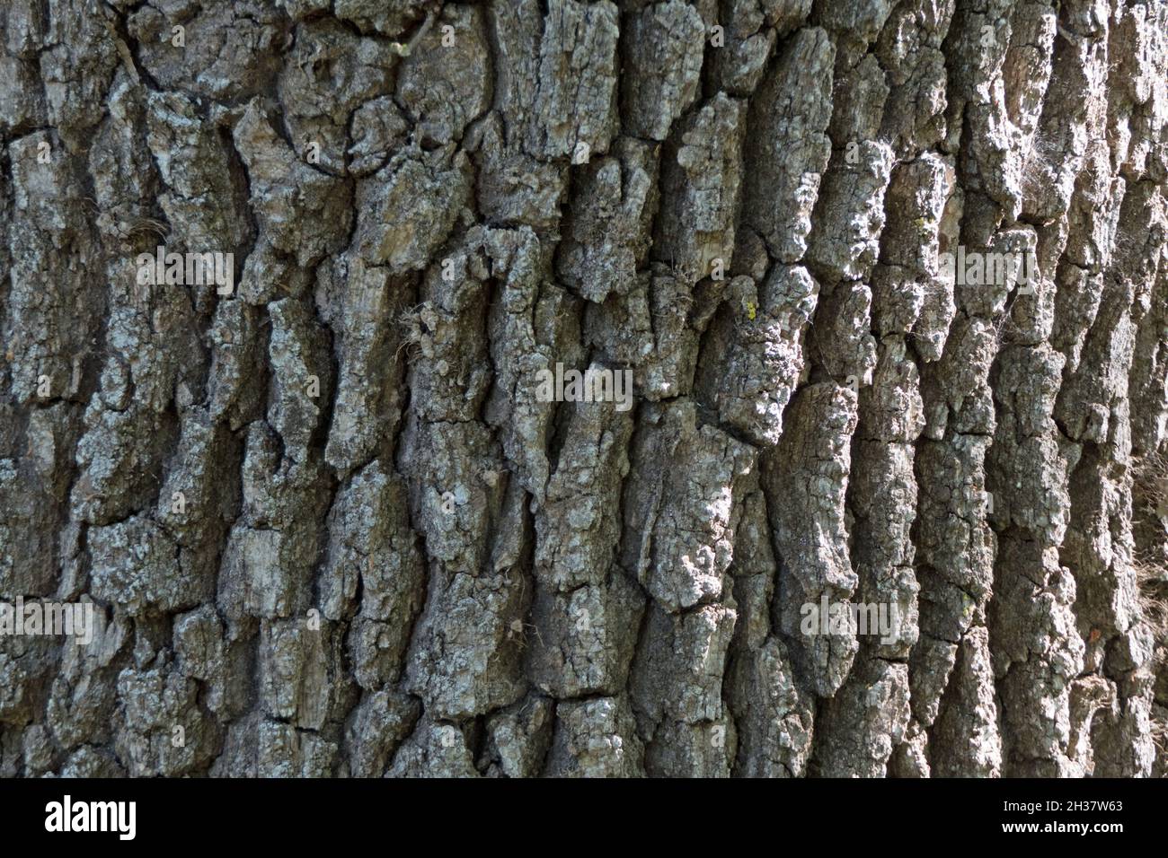 Extreme Nahaufnahme der Baumrinde. Konzept von Natur und Umwelt Stockfoto