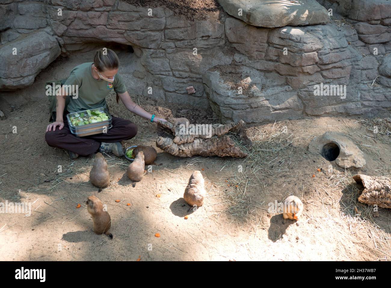 Barcelona Zoo mit Frau, die als Hüterin arbeitet und Präriehunde füttert. Mitarbeiter bei der Arbeit mit Tieren und bei der Abgabe von Futter im Käfig bei zoologischen gard Stockfoto