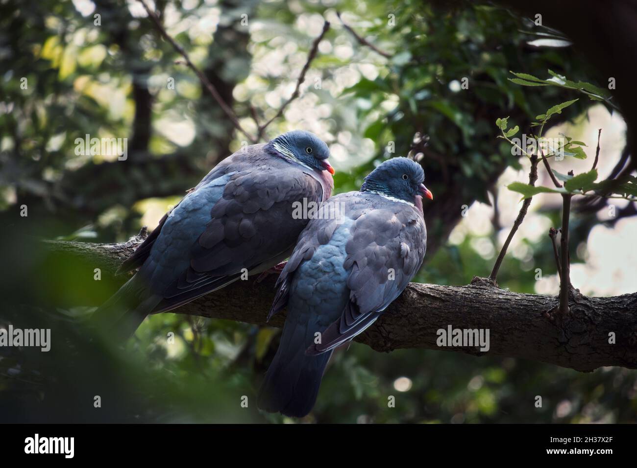 Ein paar Tauben sitzen auf einem Ast im Wald. Schottland Stockfoto