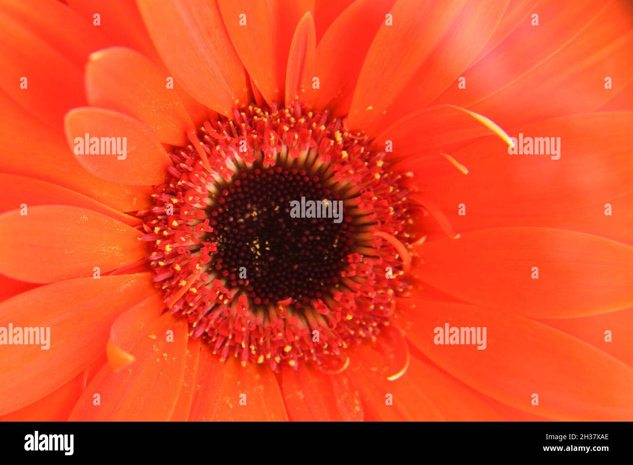 Leuchtend orange Gerbera (Gerbera hybrida) blüht aus nächster Nähe Stockfoto