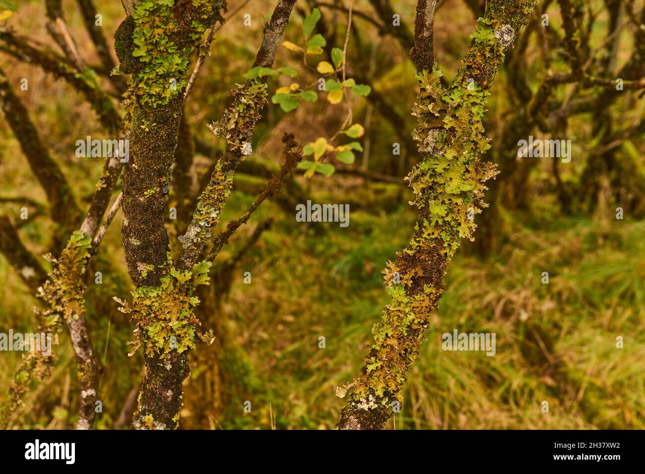 Flechten in der Nähe des Ariundle Oakwood National Nature Reserve. Stockfoto
