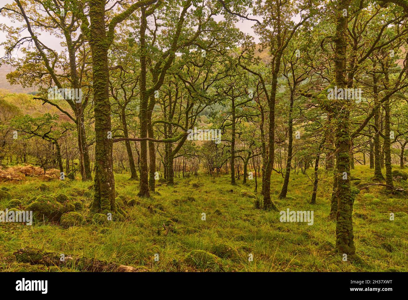 Waldboden und Bäume in der Nähe des Ariundle Oakwood National Nature Reserve. Stockfoto