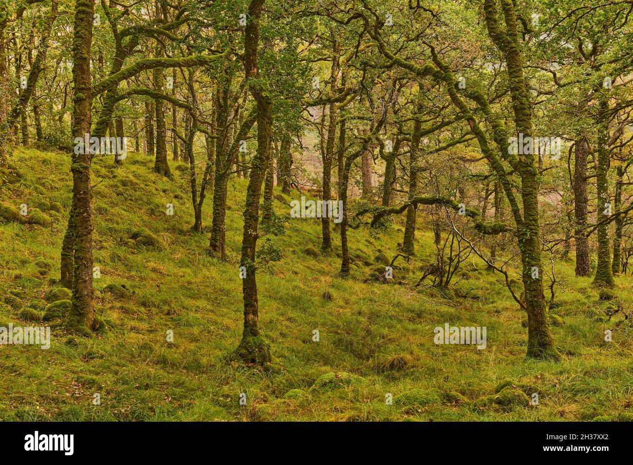 Waldboden und Bäume in der Nähe des Ariundle Oakwood National Nature Reserve. Stockfoto