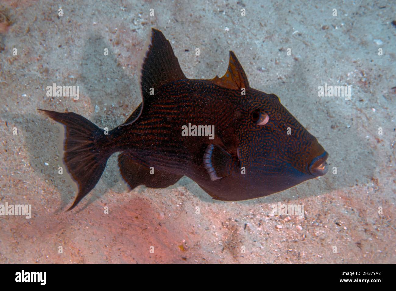 Ein Blauer Triggerfisch (Pseudobalistes fuscus) im Roten Meer, Ägypten Stockfoto