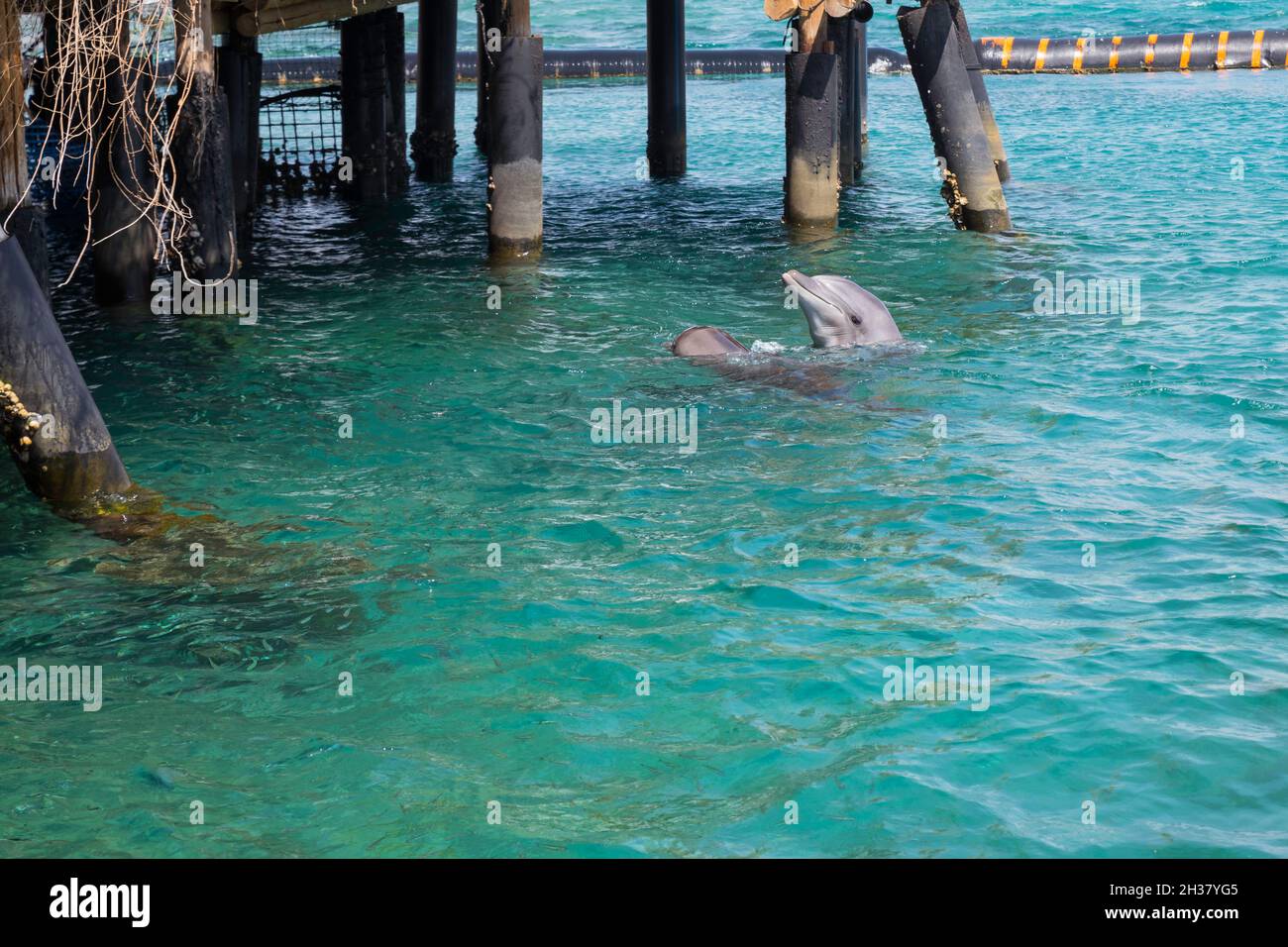 Dolhin-Schwimmer im Roten Meer in der Nähe von eilat Stockfoto