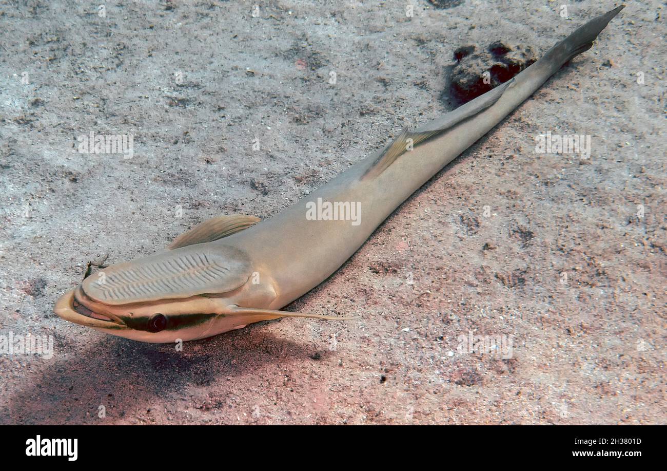 Eine gestreifte Remora (Ekeneis naucrates) im Roten Meer Stockfoto