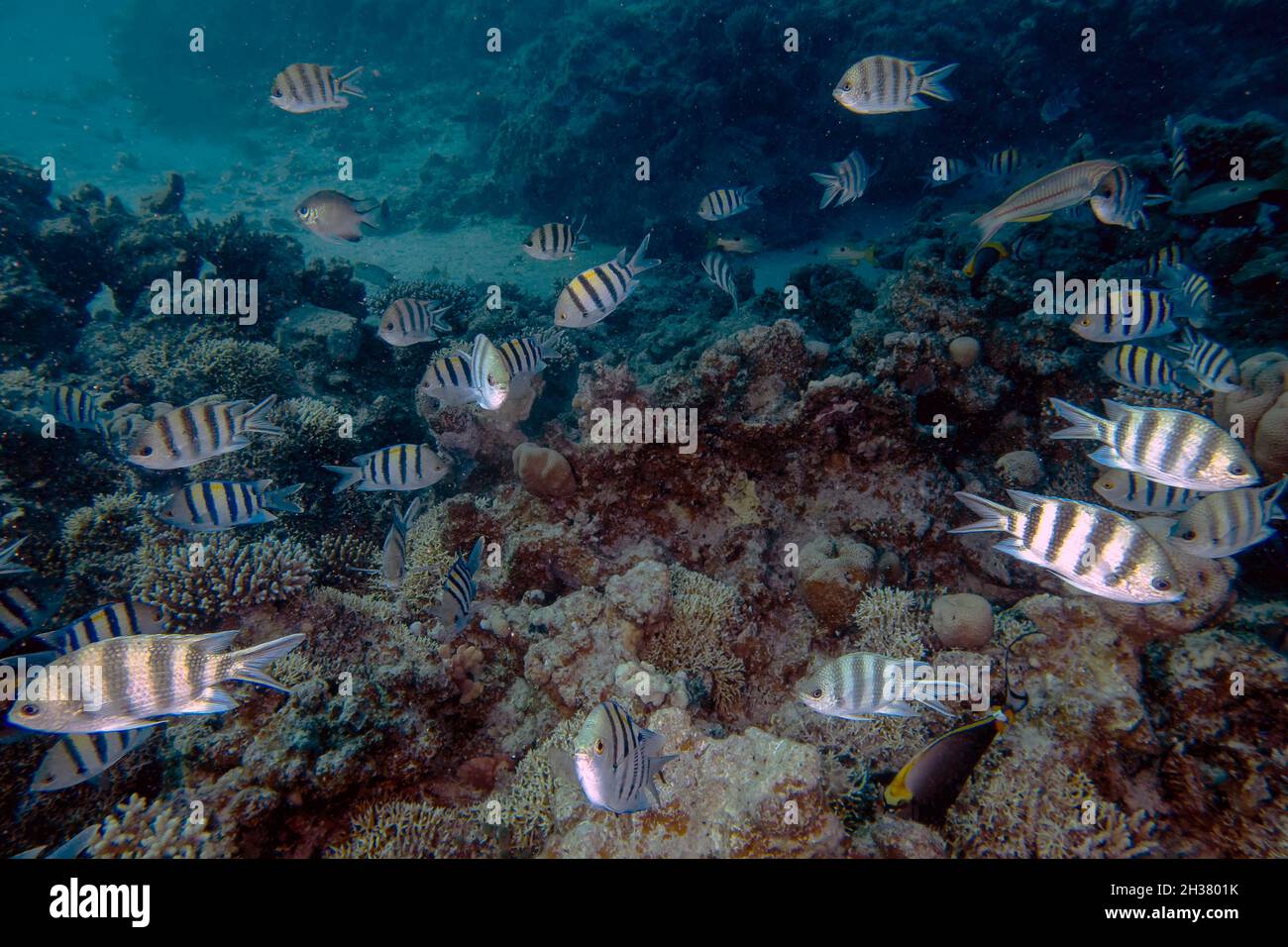 Sergeant Majors (Abudefduf Saxatilis) im Roten Meer Stockfoto