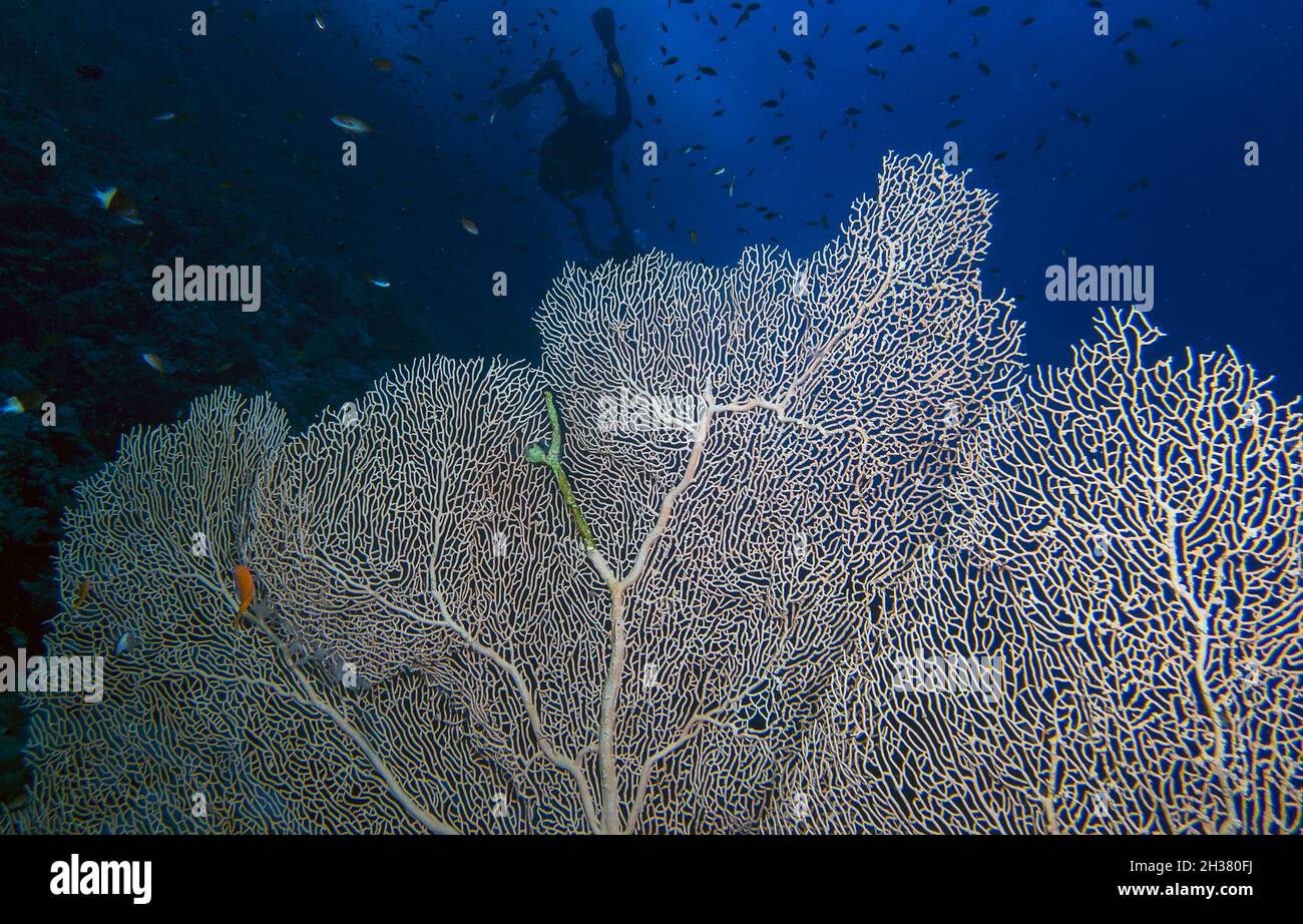 Ein Fan des riesigen Gorgonien-Meeres (Subergorgia hicksoni) im Roten Meer Stockfoto