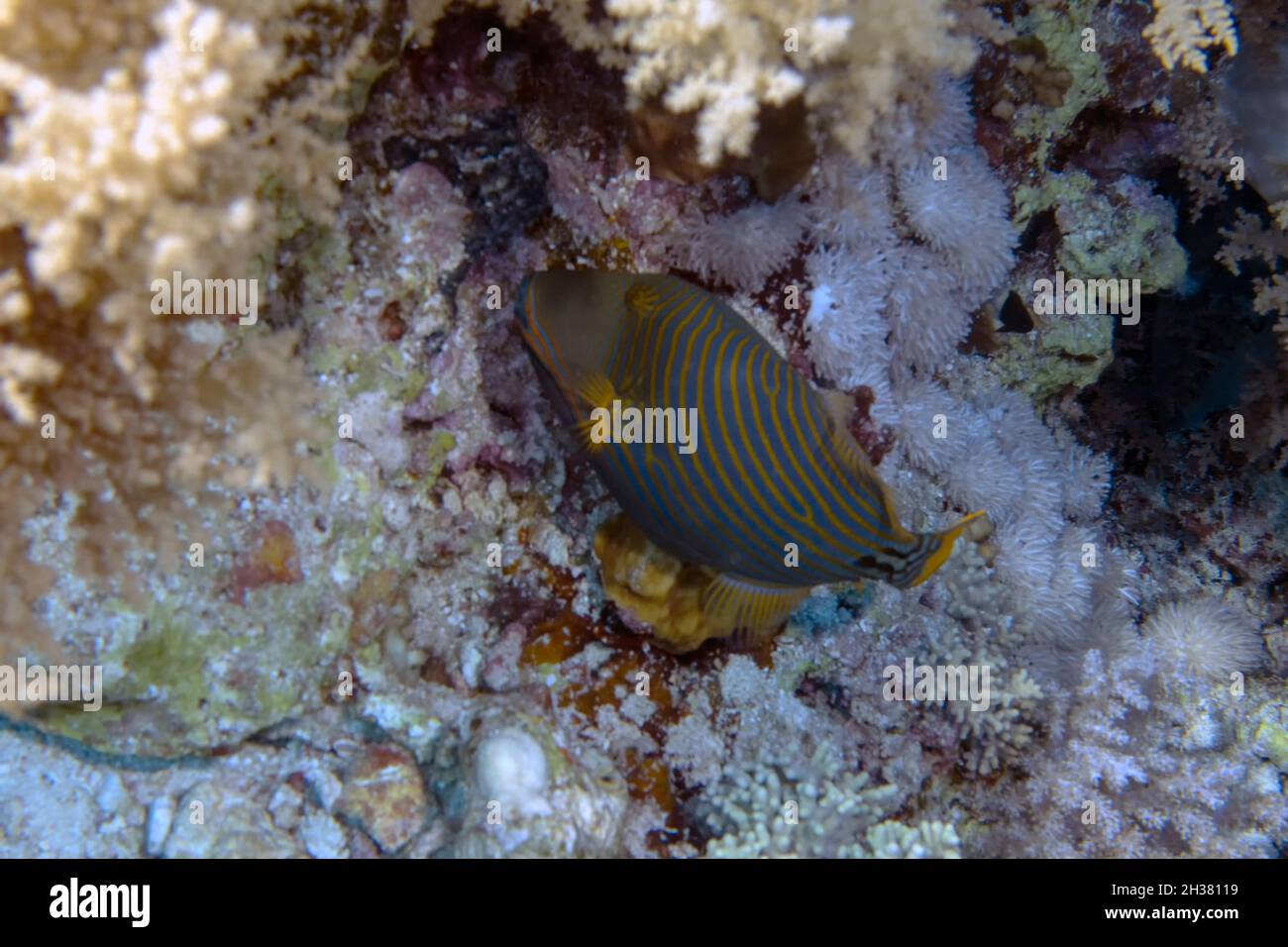 Ein orangefarbener Triggerfisch (Balistapus undulatus) im Roten Meer, Ägypten Stockfoto