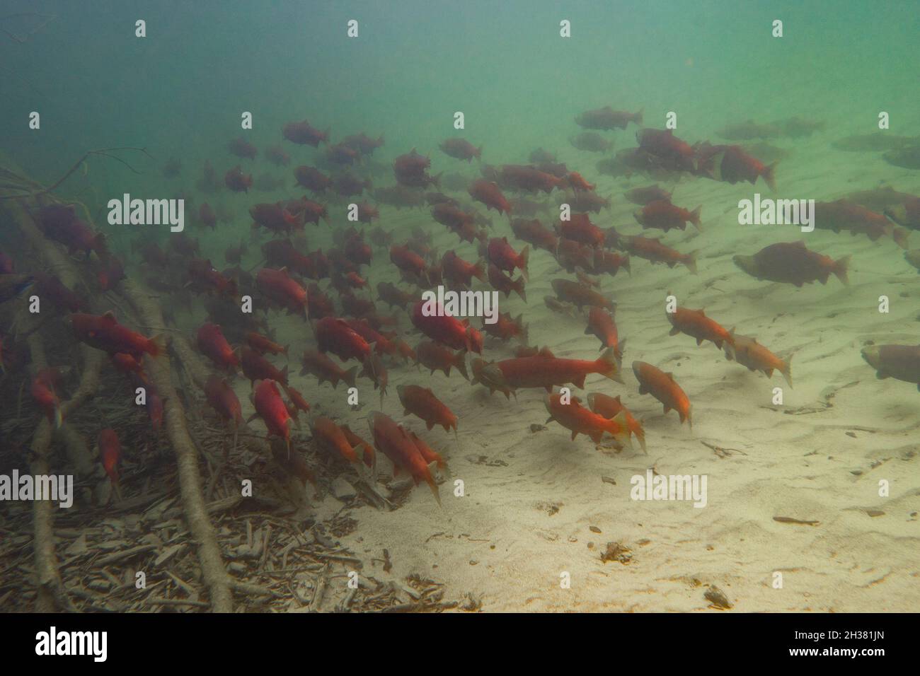 Große Schule von Sockeye-Lachs, die an einem Pool in einem alpinen Bach im unteren Fraser River Valley hält. Stockfoto