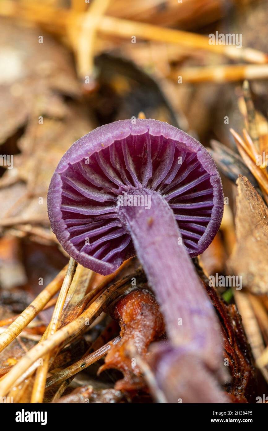 Amethyst-Täuschungs-Pilz oder Toadstool (Laccaria amethystina), Großbritannien. Unterseite mit den violetten Kiemen. Stockfoto