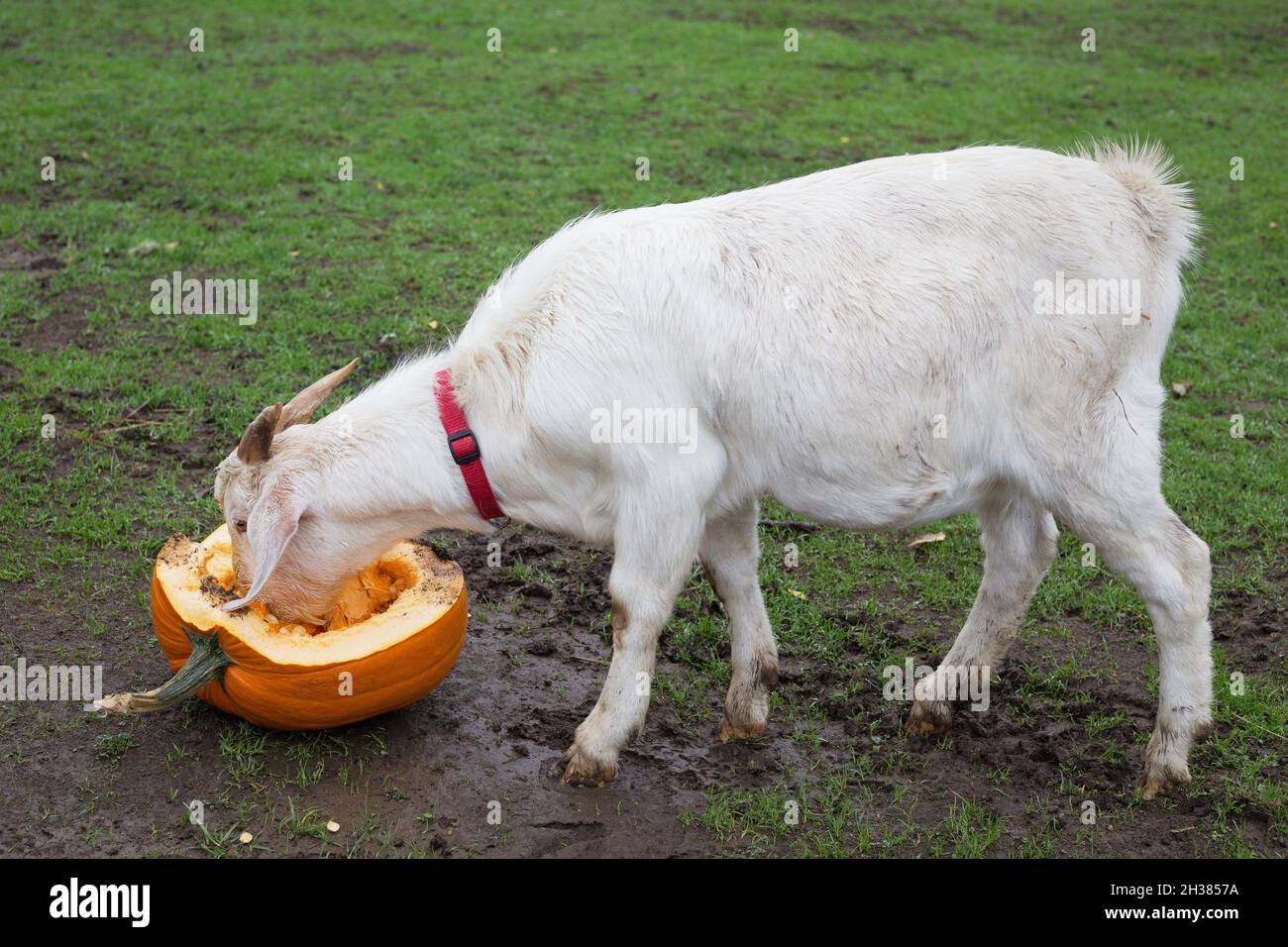 Zwei weiße Ziegen essen einen Kürbis. Stockfoto