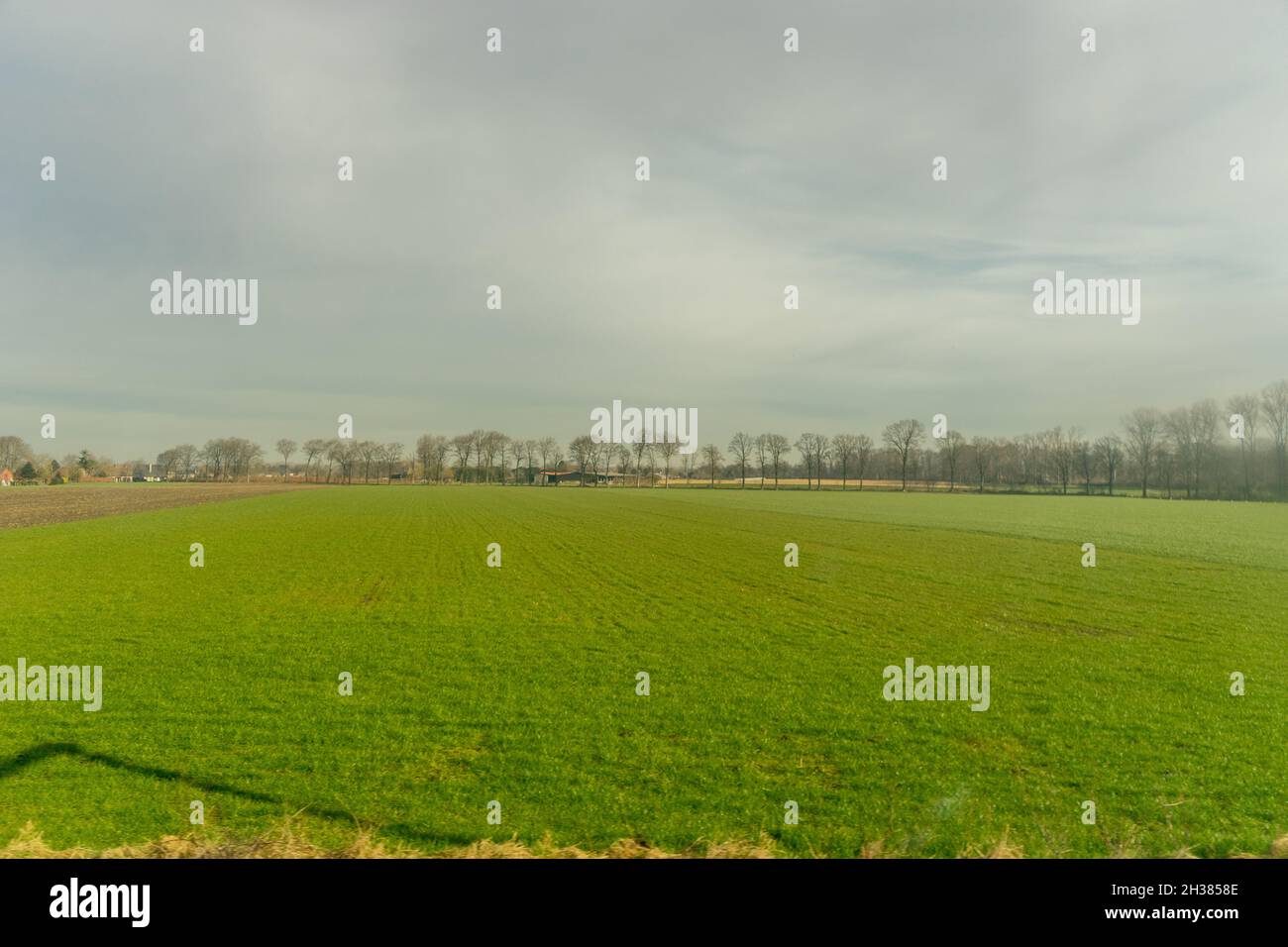 Belgien, Brügge, ein großes grünes Feld mit Bäumen im Hintergrund Stockfoto