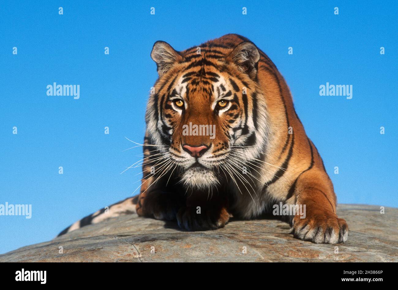 Asien; Südostasien; Indien; Tierwelt; Raubtiere; Katzen; Tiger; Panthera tigris; gefangen im Rettungszentrum. Stockfoto