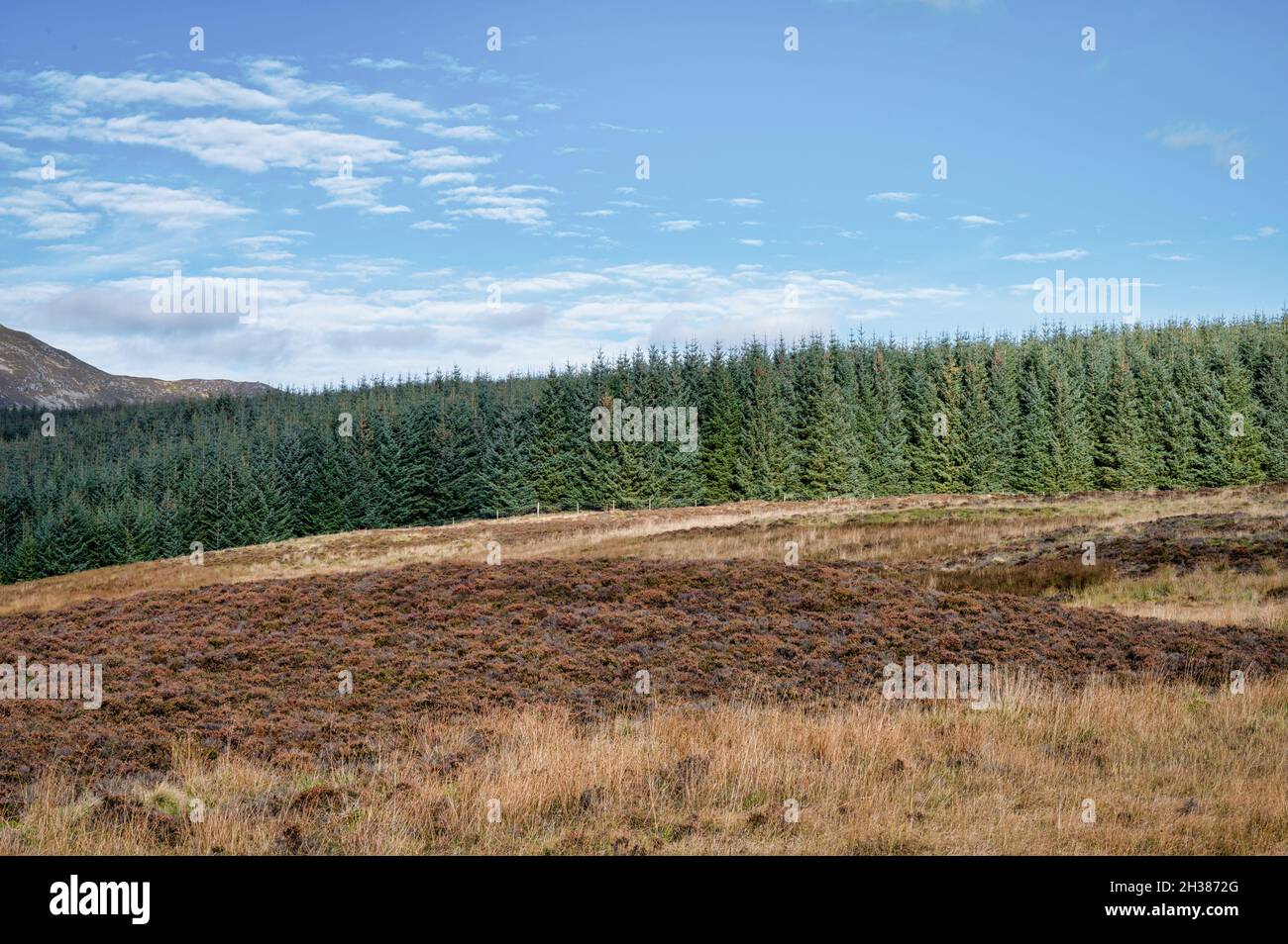 Bergmoorland und Pinienwald in den schottischen Highlands Stockfoto