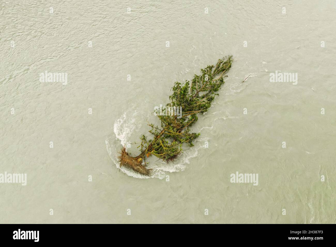 Abgestorbener Baum, der während einer Überschwemmung im Squamish River Valley in British Columbia vom Wasser genommen wurde. Stockfoto