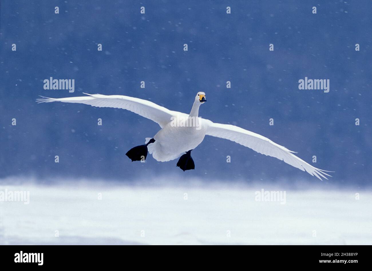 Singschwan, Cygnus cygnus, Lake Kussaro, Akan National Park, Hokkaido Island, Japan. Flügelspannweite 225 cm. Stockfoto