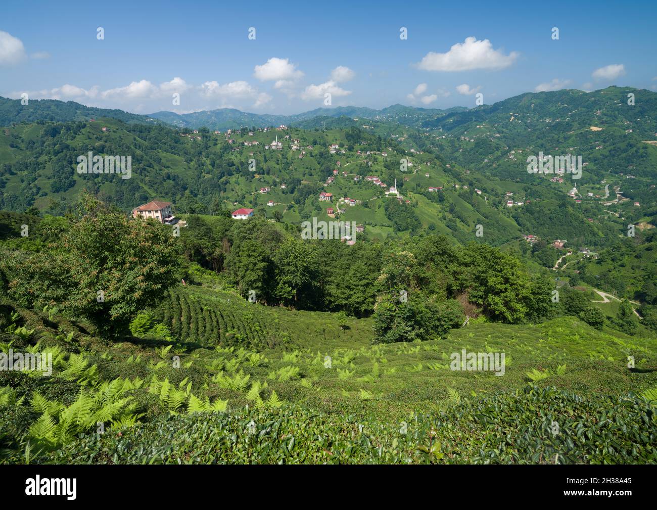 Teefelder im Dorf Haremtepe. Morgenstunden. Traditionelle Häuser und Teegärten am Schwarzen Meer. Cayeli, Rize, Türkei Stockfoto