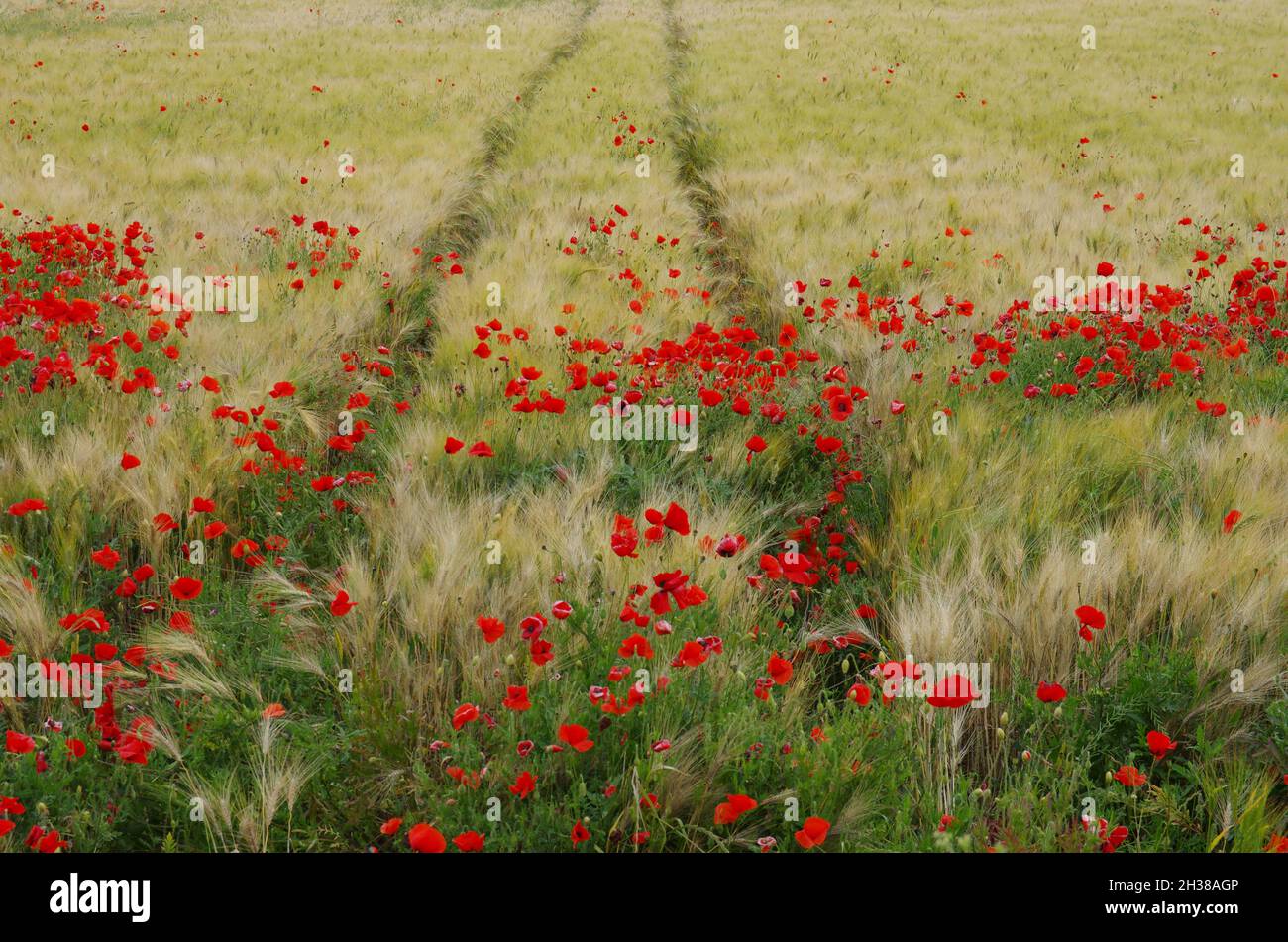 Mohnblumen und Weizen bewegten sich vom Wind Stockfoto