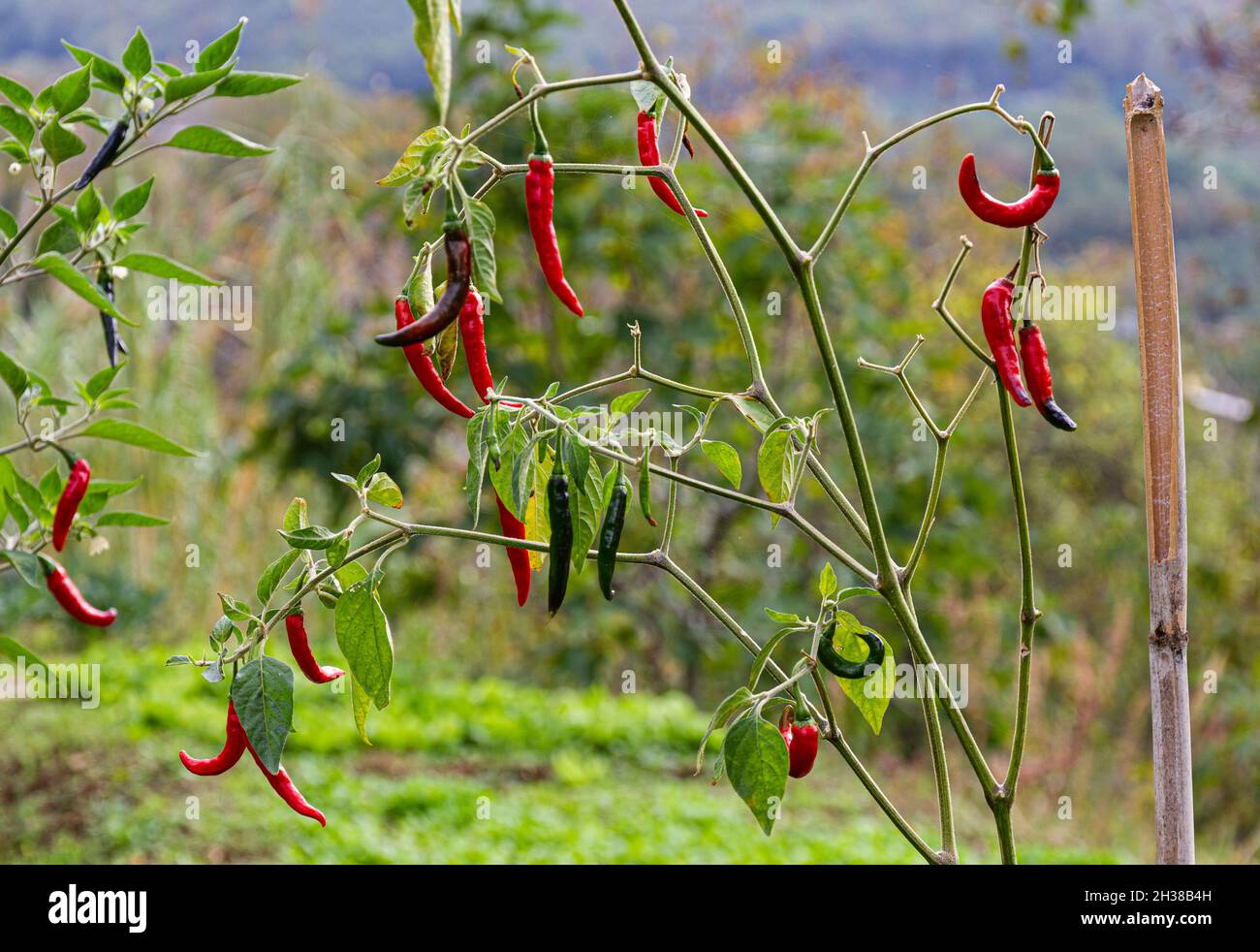 Herbst chilli Kampanien Italien Stockfoto
