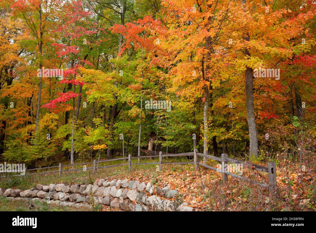 Ahornbäume in brillanter Herbstfarbe in der Nähe eines Zauns und einer Steinmauer im Norden von Minnesota Stockfoto