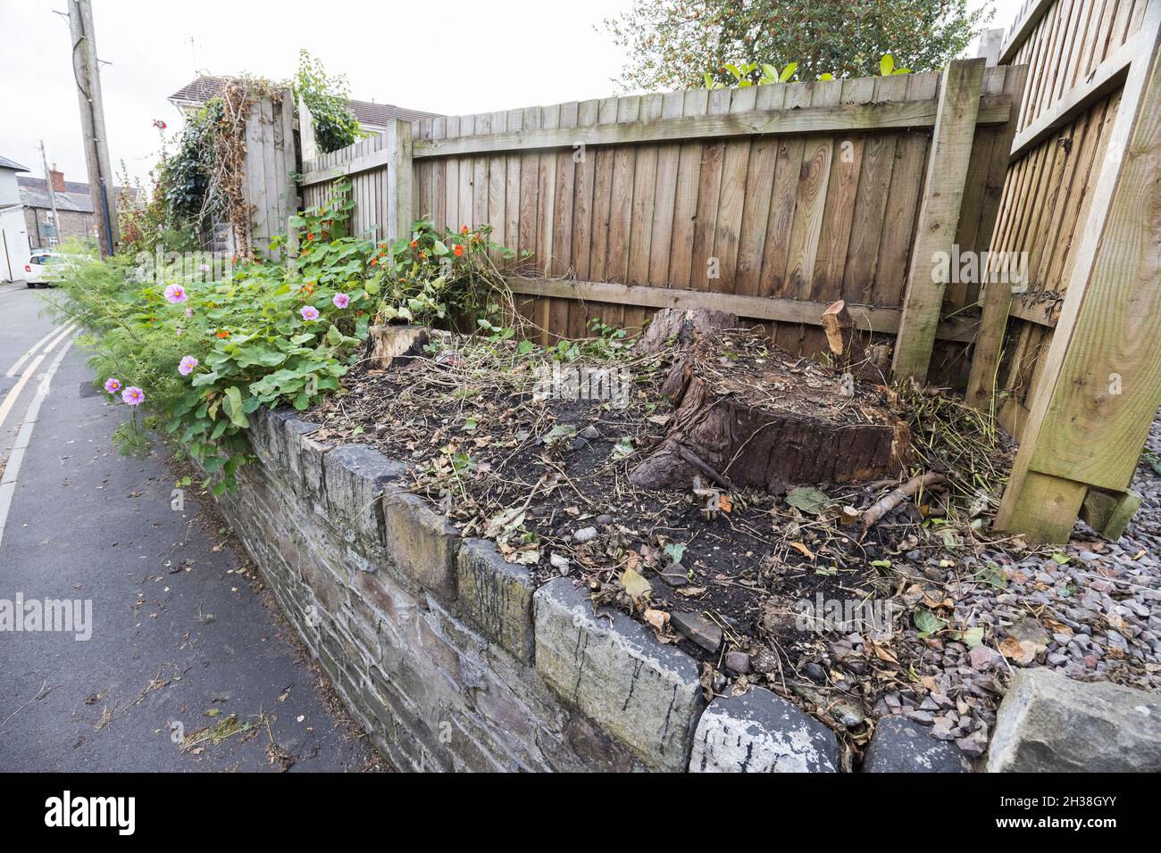 Baumstumpf neben Zaun und Straße, Abergavenny, Wales, Großbritannien Stockfoto